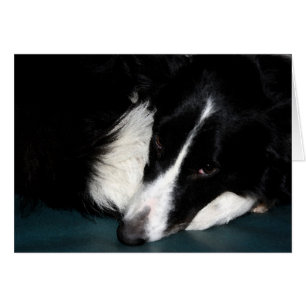 Border-Collie