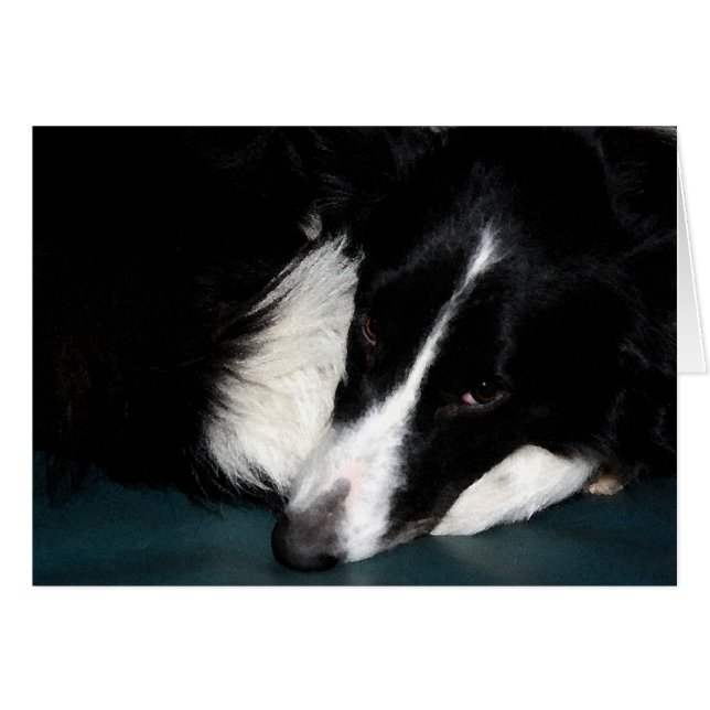 Border Collie (Vorderseite (Horizontal))