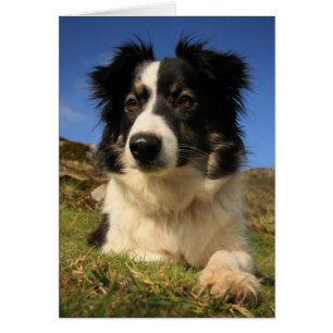 Border-Collie