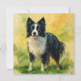 Border Collie