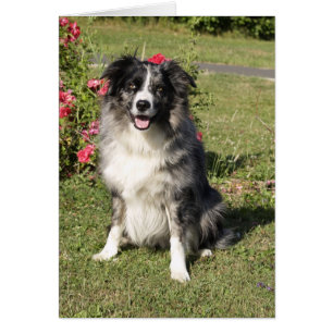 Border-Collie