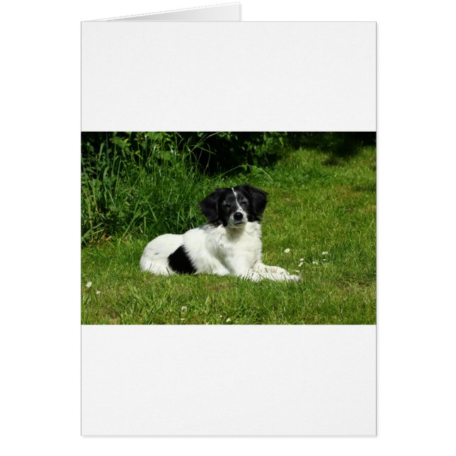 Border Collie (Vorne)