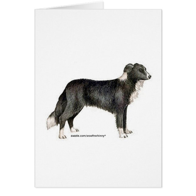 Border Collie (Vorne)