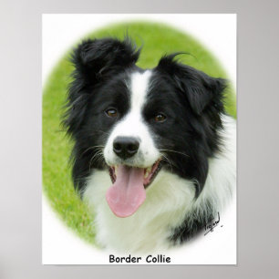Border Collie 9A14D-25 Poster
