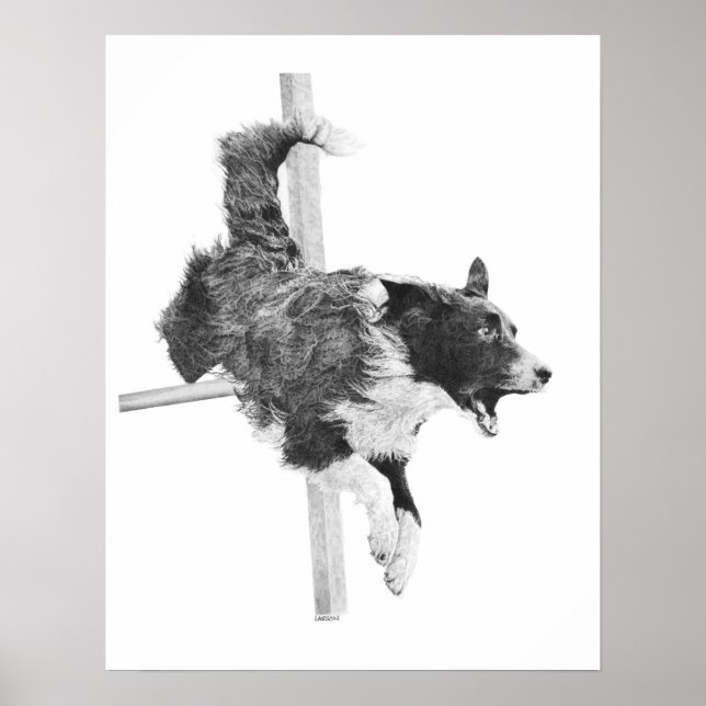 Border Collie Agility Dog Canine Art Dog Zeichnend Poster (Vorne)