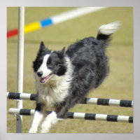 Border Collie Agility Poster