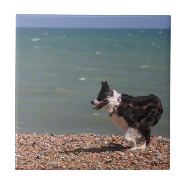 Border-Collie am Strand Fliese (Vorderseite)