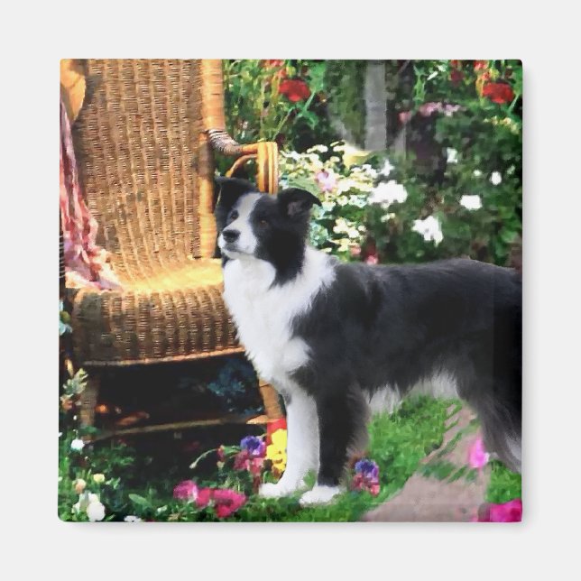 Border Collie Art Geschenke Magnet (Vorne)