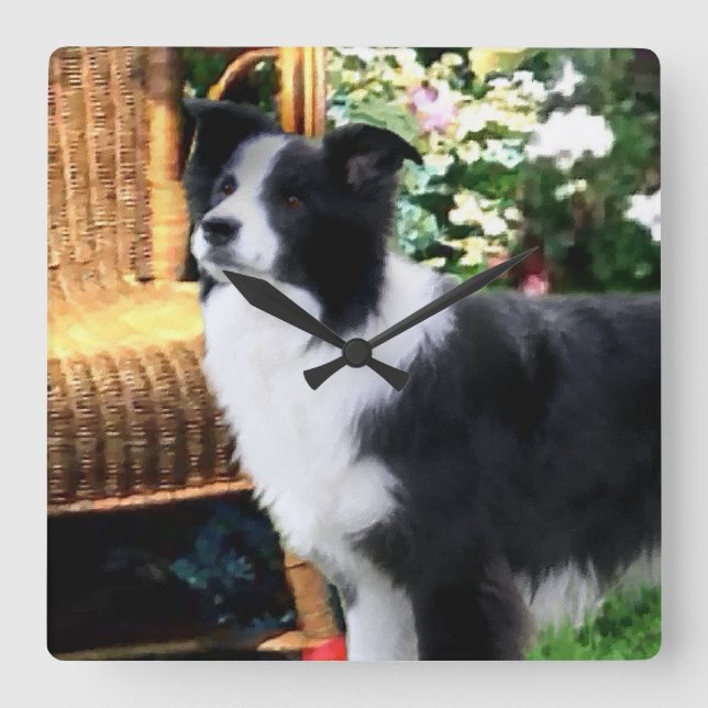 Border Collie Art Geschenke Quadratische Wanduhr (Vorderseite)