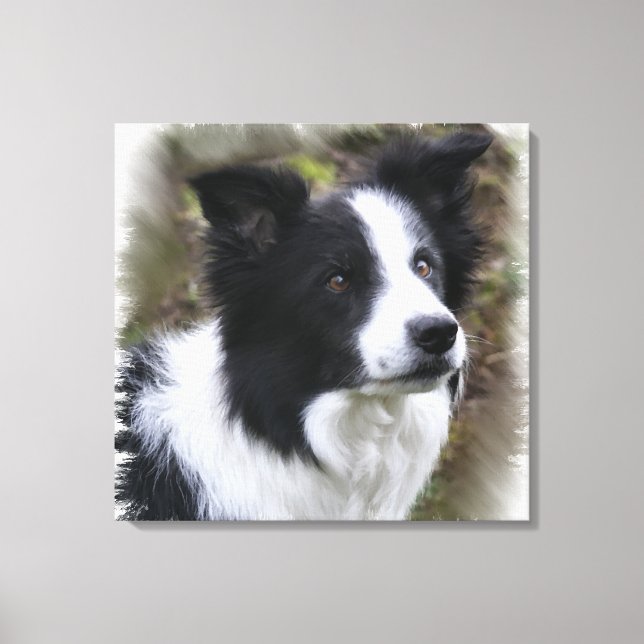 Border Collie Art Leinwanddruck (Vorderseite)