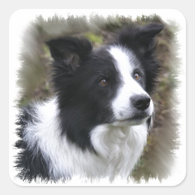 Border Collie Art Quadratischer Aufkleber (Vorderseite)
