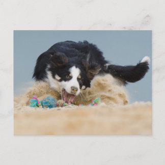 Border Collie auf Balljagd Postkarte