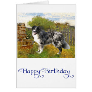 Border Collie auf dem Bauernhof