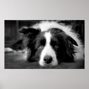 Border Collie Augen Poster