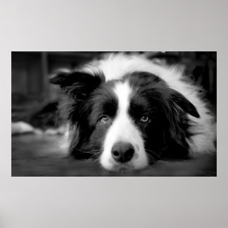 Border Collie Augen Poster
