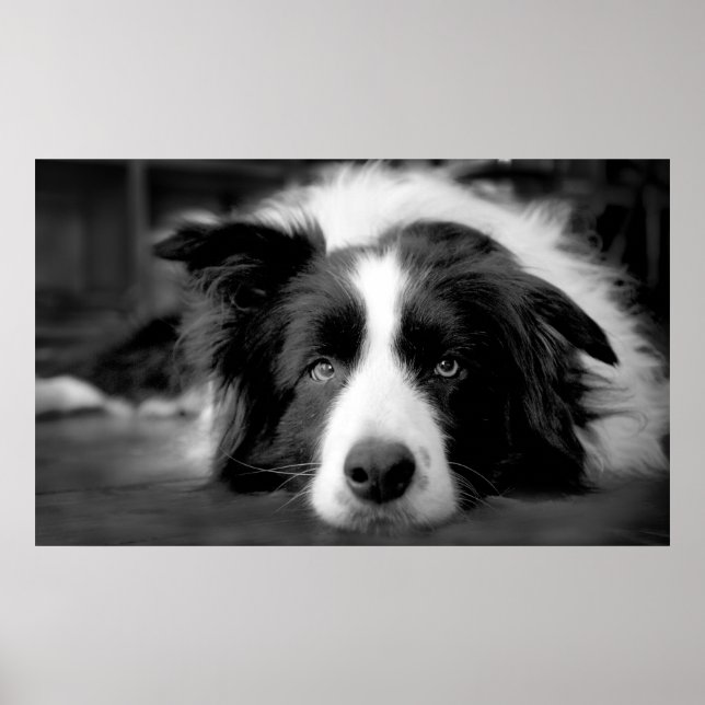 Border Collie Augen Poster (Vorne)