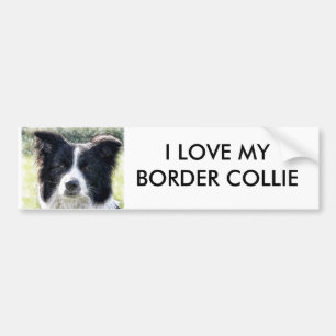 Border-Collie Autoaufkleber