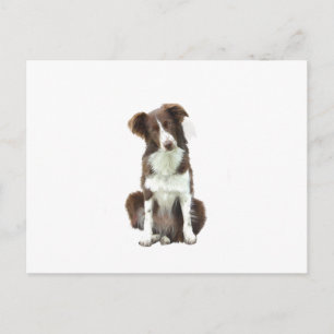 Border Collie (B) - braun und weiß Postkarte