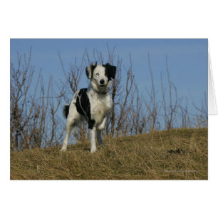 Border-Collie-Bein angehoben
