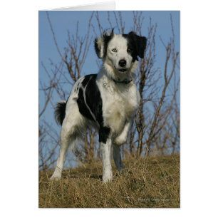 Border-Collie-Bein angehoben