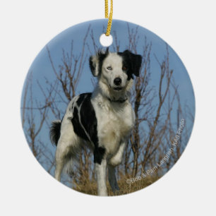 Border-Collie-Bein angehoben Keramikornament