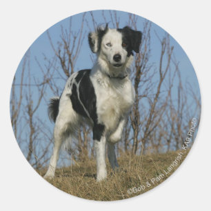 Border-Collie-Bein angehoben Runder Aufkleber