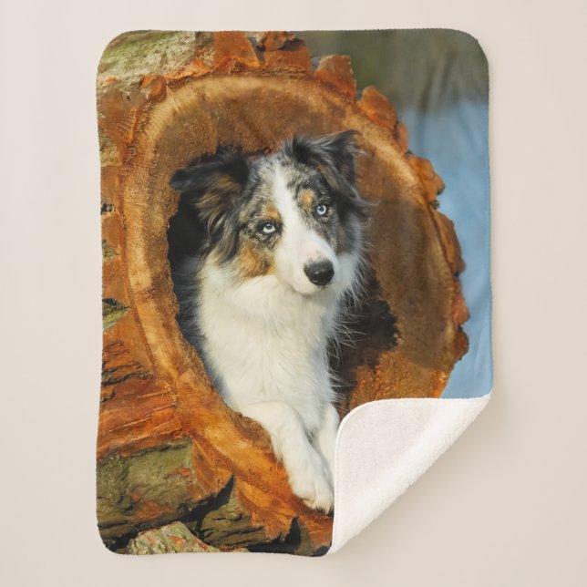 Border-Collie blaue Merle Hundekopf-Fotografie an Sherpadecke (Vorderseite)