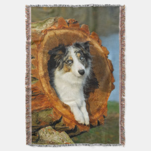 Border Collie Blue Merle Dog Niedliches Portrait F Decke