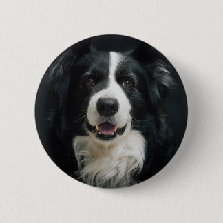 Border-Collie Button