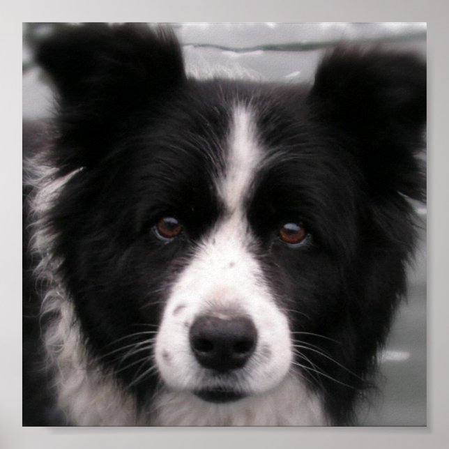 Border Collie Canvas Print Poster (Vorne)