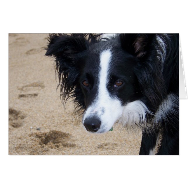 Border Collie Card (Vorderseite (Horizontal))