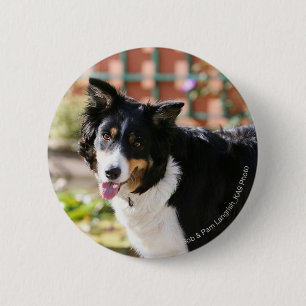 Border-Collie, die 1 keucht Button