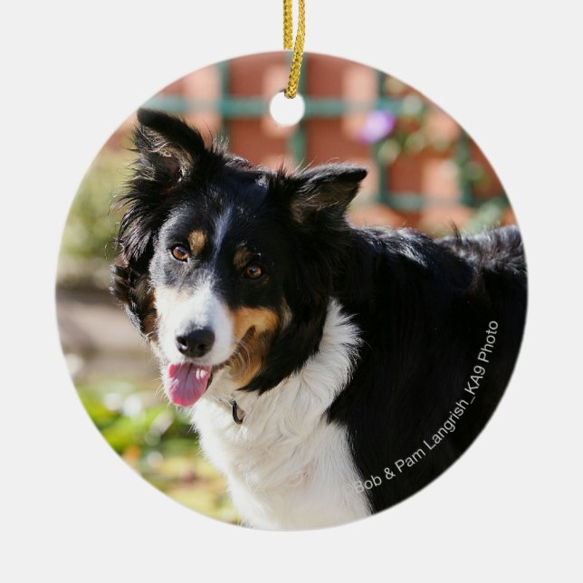 Border-Collie, die 1 keucht Keramik Ornament (Vorne)