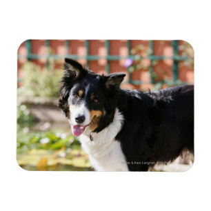 Border-Collie, die 1 keucht Magnet