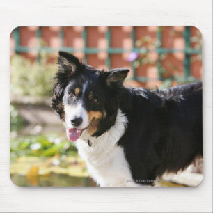 Border-Collie, die 1 keucht Mousepad