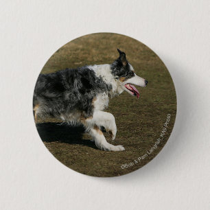 Border-Collie, die 1 laufen lässt Button