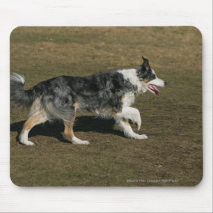Border-Collie, die 1 laufen lässt Mousepad