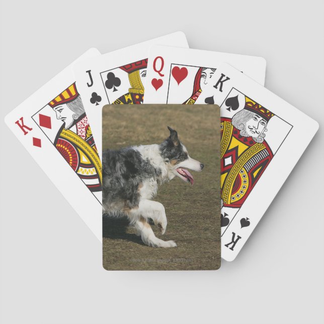Border-Collie, die 1 laufen lässt Spielkarten (Rückseite)