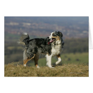 Border-Collie, die 2 keucht