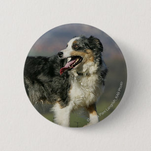 Border-Collie, die 2 keucht Button