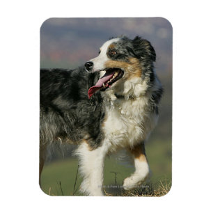 Border-Collie, die 2 keucht Magnet