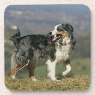 Border-Collie, die 2 keucht Untersetzer