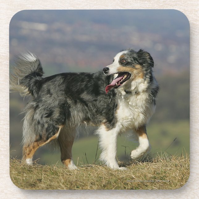 Border-Collie, die 2 keucht Untersetzer (Vorderseite)
