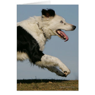 Border-Collie, die 2 laufen lässt