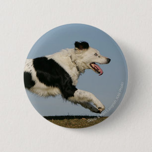 Border-Collie, die 2 laufen lässt Button