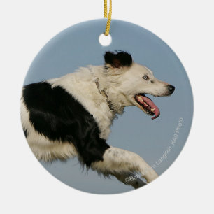 Border-Collie, die 2 laufen lässt Keramik Ornament