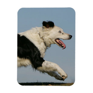 Border-Collie, die 2 laufen lässt Magnet