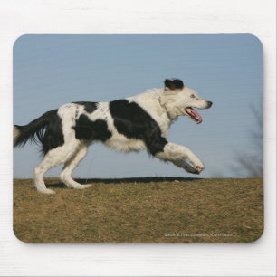 Border-Collie, die 2 laufen lässt Mousepad