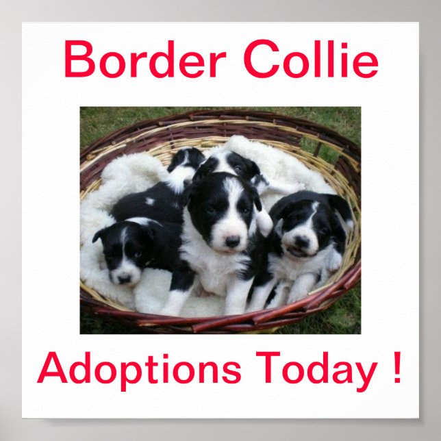 Border Collie Dog Adoptionen unterzeichnen heute Poster (Vorne)