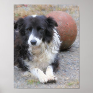 Border Collie Dog and Ball Poster